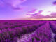quando raccogliere la lavanda