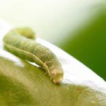 larve defogliatrici