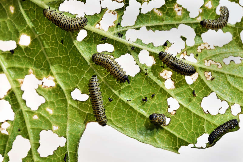 larve defogliatrici