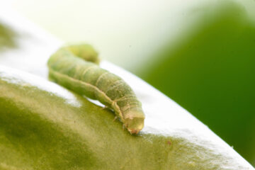 larve defogliatrici