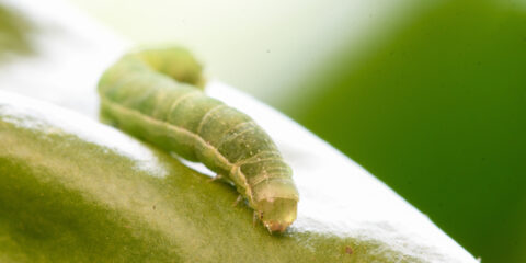 larve defogliatrici
