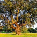 quercia da sughero