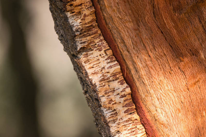 quercia da sughero