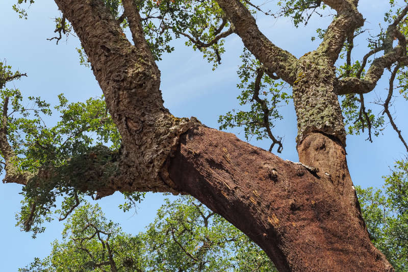 quercia da sughero