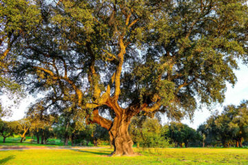 quercia da sughero
