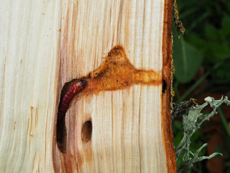 rodilegno rosso