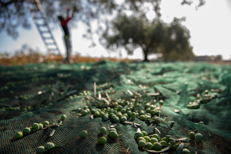 raccolta olive