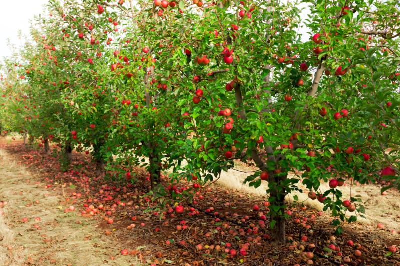 piante da frutto resistenti al freddo melo