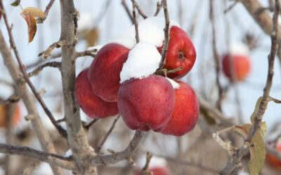 Piante da frutto resistenti al freddo