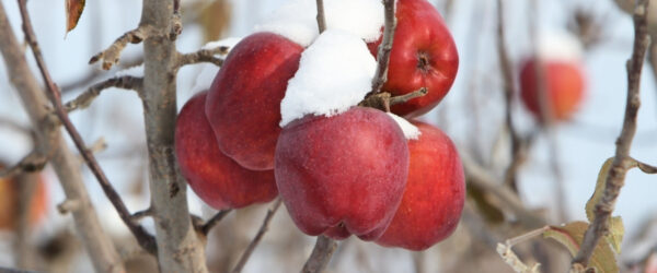 Piante da frutto resistenti al freddo