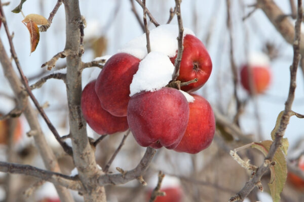 Piante da frutto resistenti al freddo