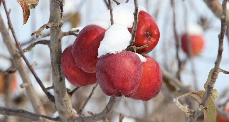 Piante da frutto resistenti al freddo