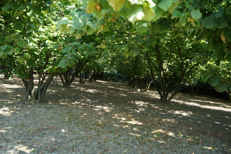 piante da frutto resistenti al freddo nocciolo