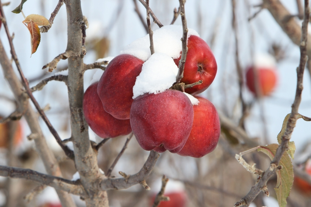 Piante da frutto resistenti al freddo