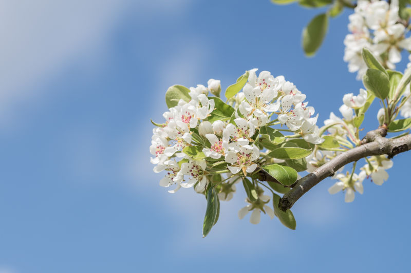 fiori pere