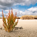 salicornia