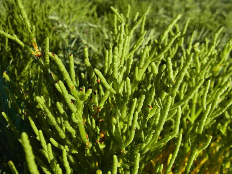 salicornia