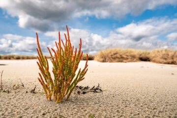 salicornia