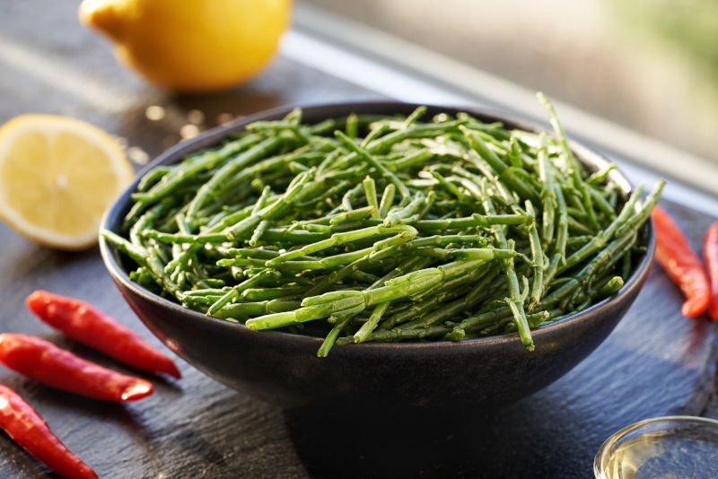 salicornia