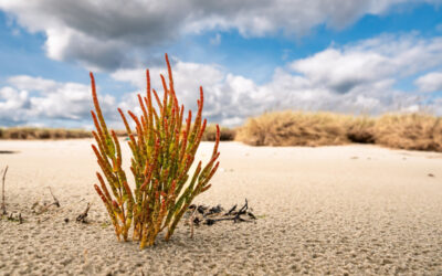 salicornia