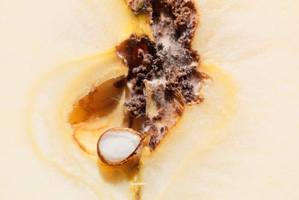 danni carpocapsa del melo