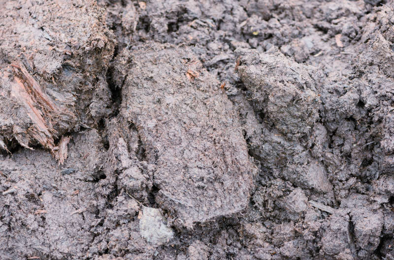 tipologie di terreno torboso