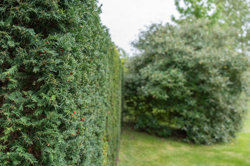 tasso per siepi miste