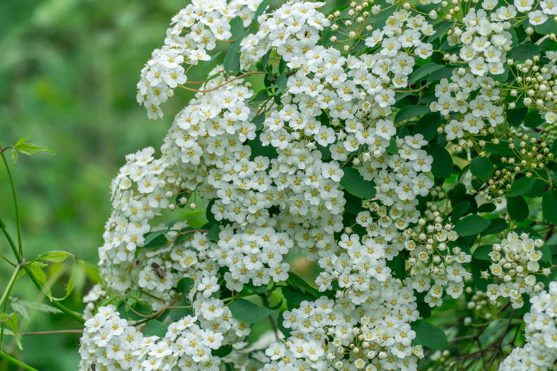 spirea per siepi miste