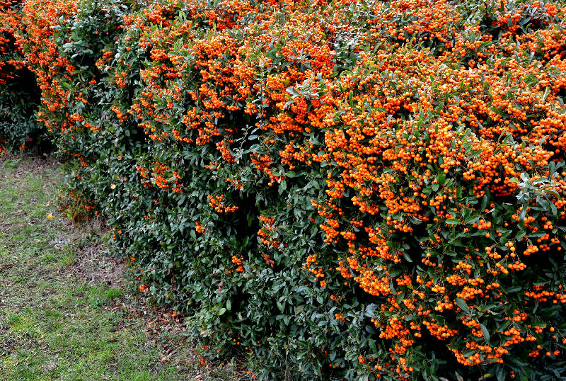 Pyracantha per siepi miste