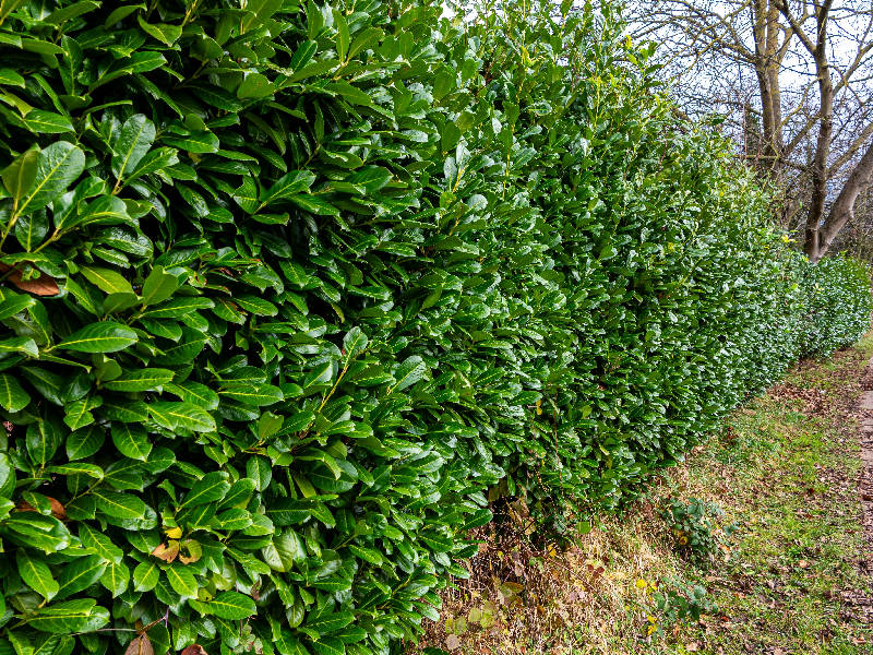 Lauroceraso per siepi miste