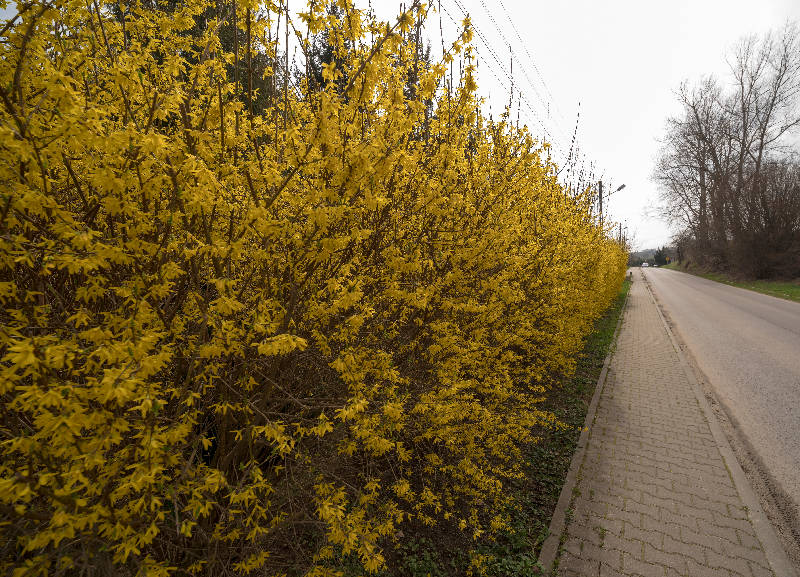 Forsythia