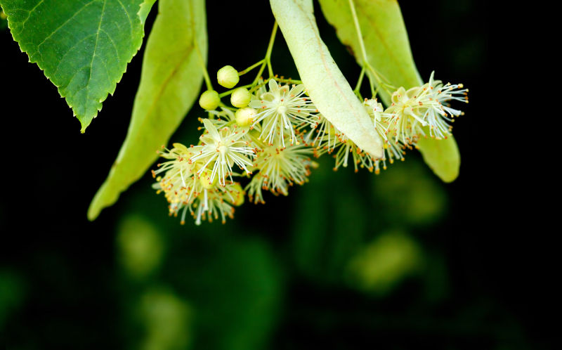 fiori di tiglio