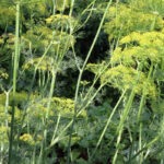 finocchio selvatico