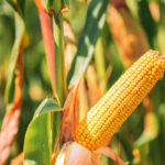 coltivazione mais