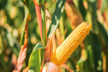 coltivazione mais