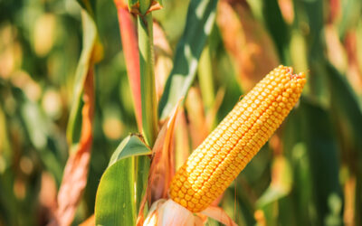 coltivazione mais