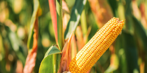 coltivazione mais