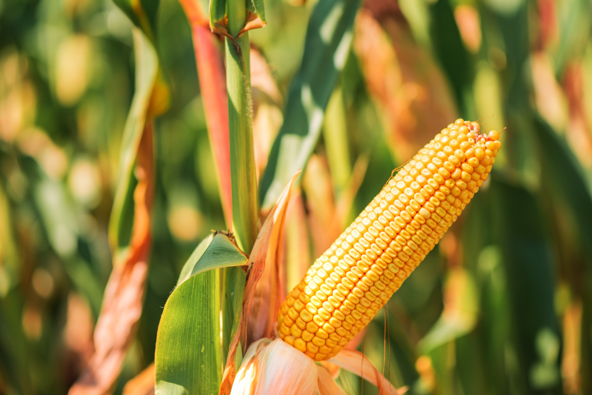 coltivazione mais