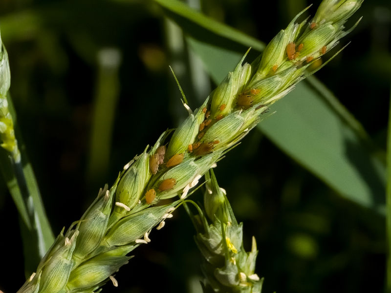 Afidi del grano