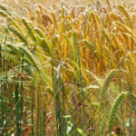 segale pianta coltivazione