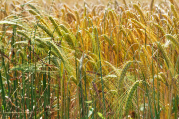 segale pianta coltivazione