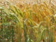 segale pianta coltivazione