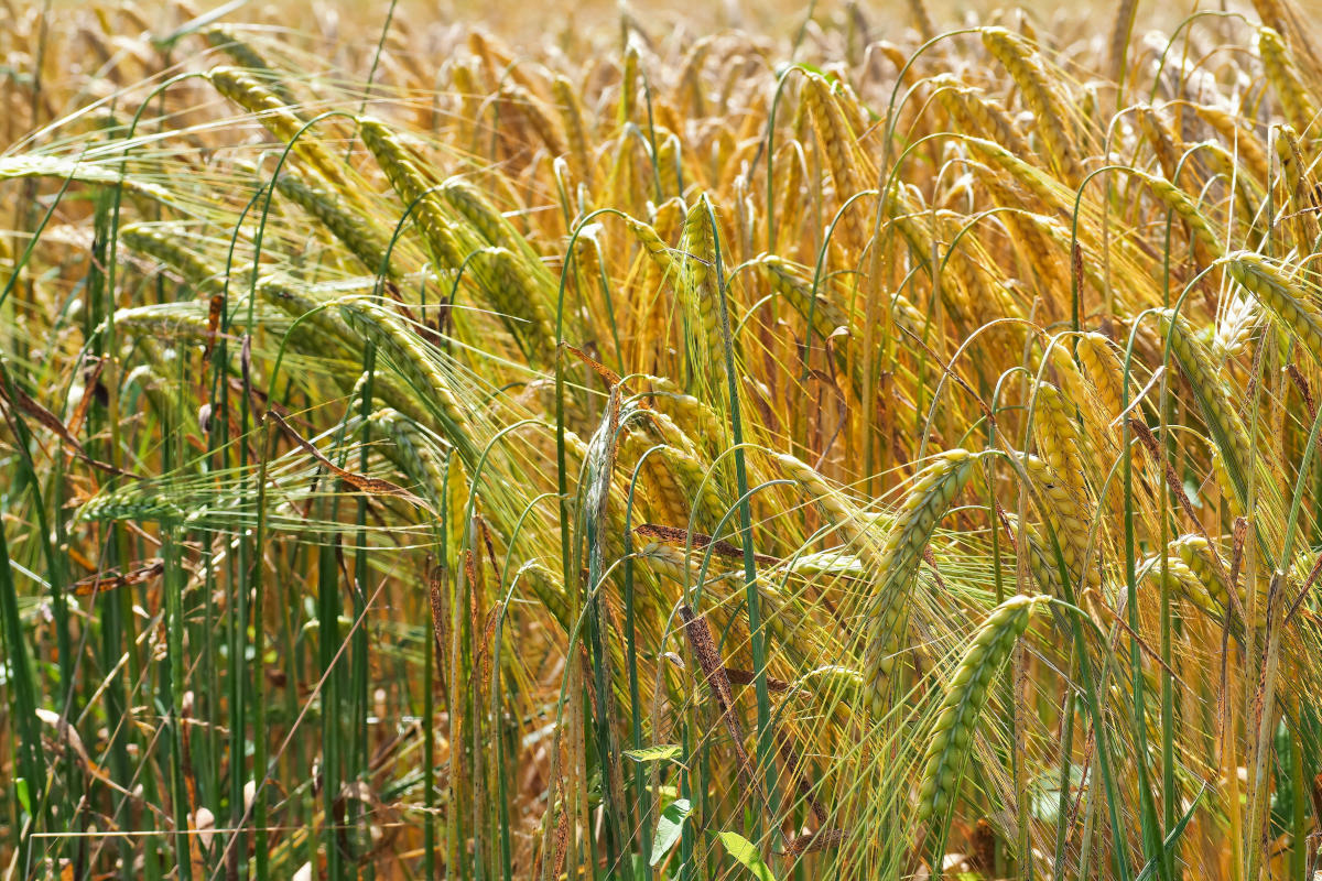 segale pianta coltivazione
