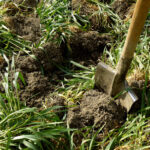 sovescio primaverile