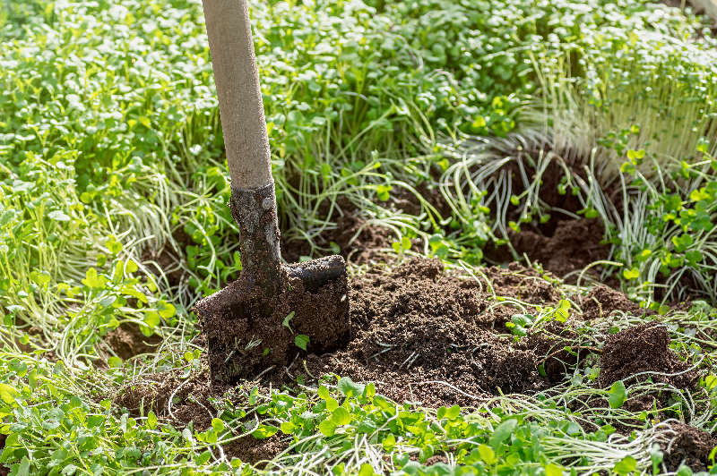 sovescio primaverile