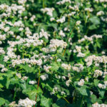 coltivazione grano saraceno