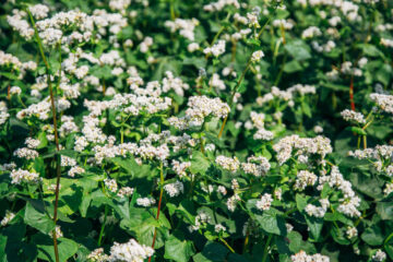 coltivazione grano saraceno