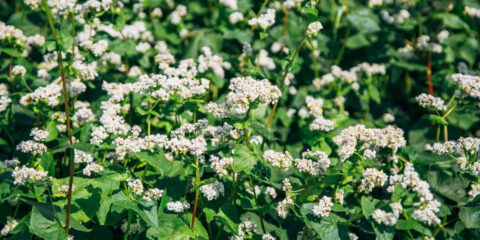 coltivazione grano saraceno