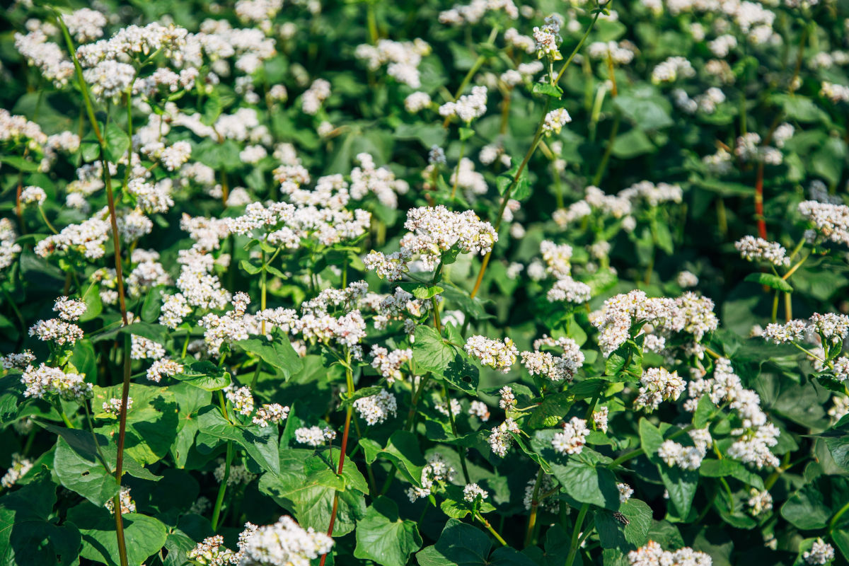 coltivazione grano saraceno