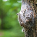 processionaria della quercia